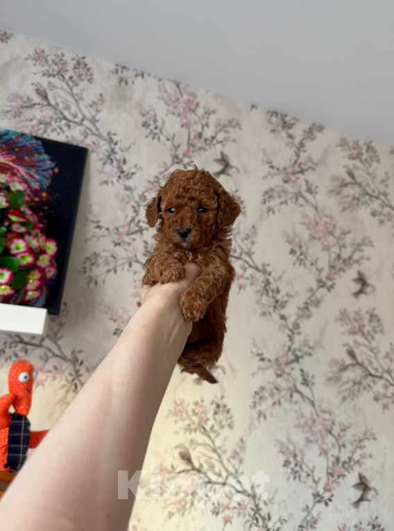 Собаки в Москве: Девочка Девочка, 60 000 руб. - фото 1