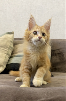 Котенок мейн-кун
