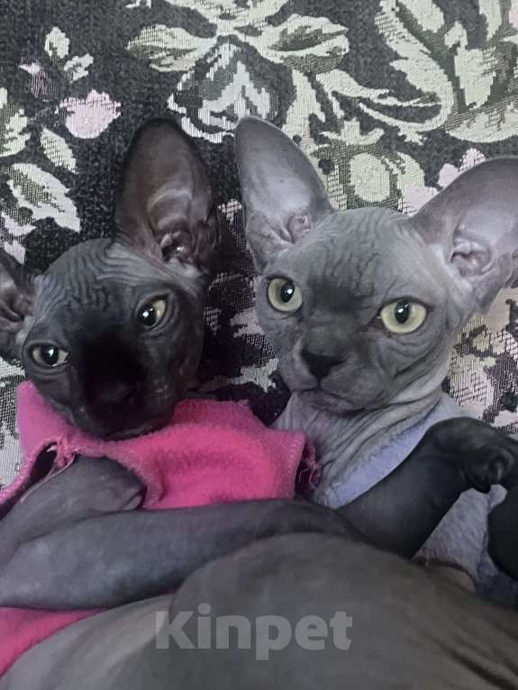 Кошки в других городах Московской области: Продам сфинкса с родословной Мальчик, 60 000 руб. - фото 2