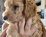 Собаки в других городах Красноярского края: Щенки миниатюрного пуделя 🐩 Девочка, 40 000 руб. - фото 1