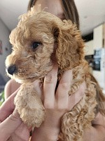 Собаки в других городах Красноярского края: Щенки миниатюрного пуделя 🐩 Девочка, 40 000 руб. - фото 1