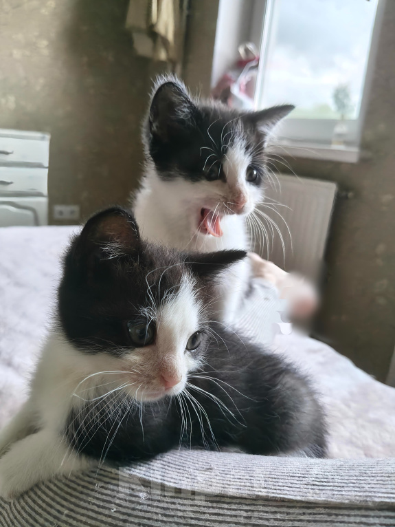 Кошки в Санкт-Петербурге: Котята в добрые руки Мальчик, Бесплатно - фото 8