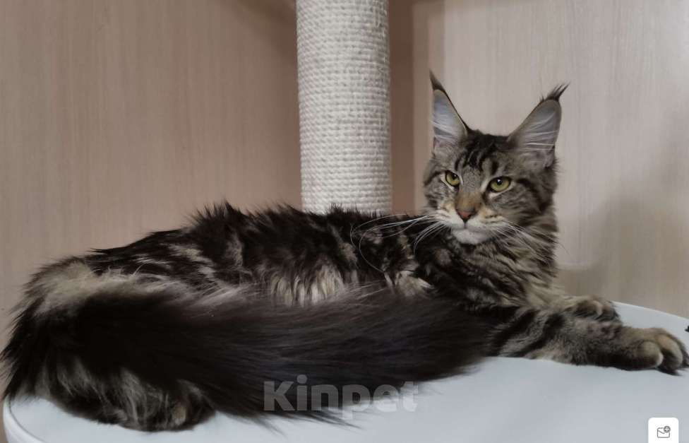 Кошки в Санкт-Петербурге: Кошка Мейн Кун, окрас чёрный мрамор Девочка, 18 000 руб. - фото 3