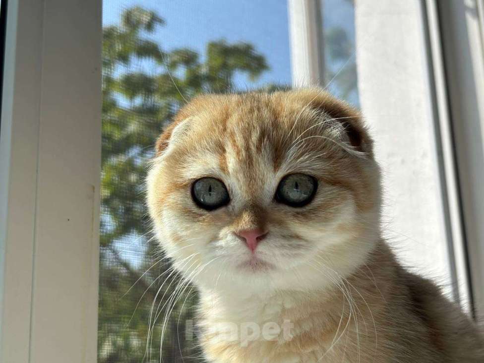 Кошки в Москве: Шотландский вислоухий котёнок  Девочка, 15 000 руб. - фото 6