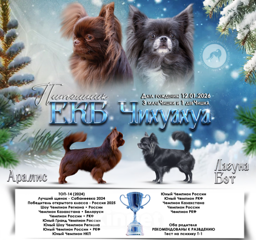 Собаки в других городах Свердловской области: Чихуахуа д/ш Мальчик, Бесплатно - фото 1