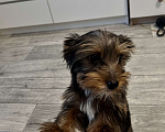 Собаки в Казани: Йоркширский терьер Мальчик, 40 000 руб. - фото 5