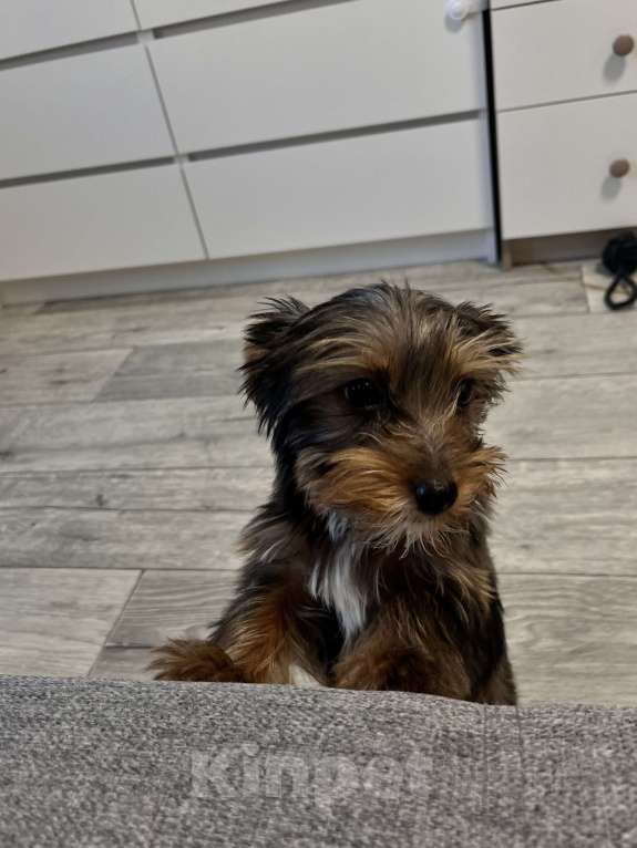 Собаки в Казани: Йоркширский терьер Мальчик, 40 000 руб. - фото 5