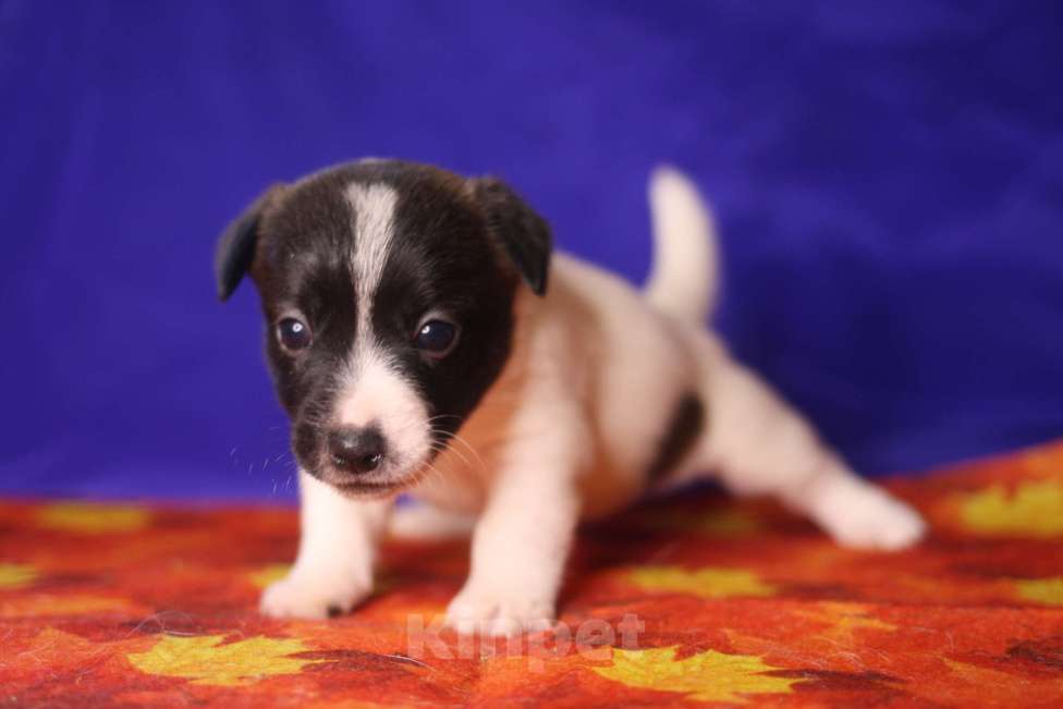 Собаки в Всеволожске: Щенок дрт девочка гладкая бело черная Девочка, 50 000 руб. - фото 6