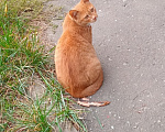 Кошки в Москве: Котенок Искорка ищет дом Девочка, Бесплатно - фото 3