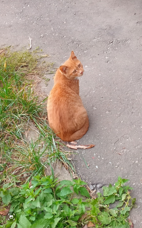 Кошки в Москве: Котенок Искорка ищет дом Девочка, Бесплатно - фото 3