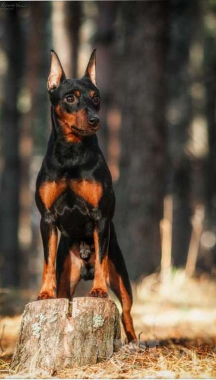 Собаки в Ореховом-Зуево: Щенки цвергпинчера Мальчик, 50 000 руб. - фото 3