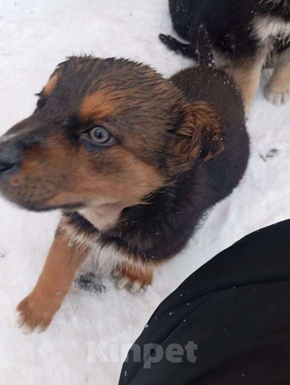 Собаки в других городах Свердловской области: Отдам в добрые руки  Мальчик, Бесплатно - фото 2