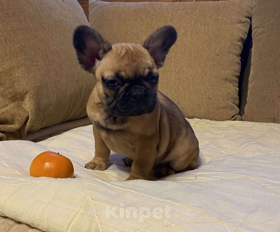 Собаки в Санкт-Петербурге: Шикарная девочка французик в мини размере  Девочка, 45 000 руб. - фото 1