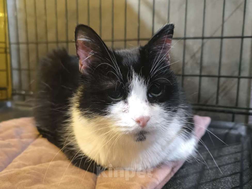 Кошки в Москве: "Фото попробуем, но результат не обещаем" Девочка, Бесплатно - фото 2