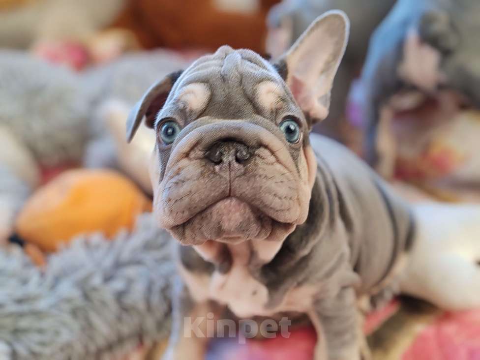 Собаки в Санкт-Петербурге: Бигроп Вельвет лиловый мальчик  Мальчик, 80 000 руб. - фото 3