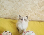 Кошки в Москве: Рэгдолл котик Мальчик, 95 000 руб. - фото 4
