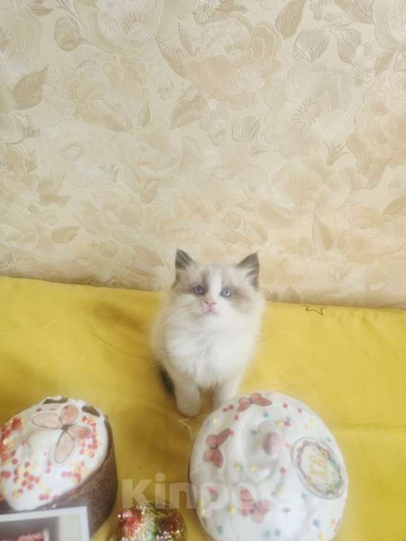 Кошки в Москве: Рэгдолл котик Мальчик, 95 000 руб. - фото 4