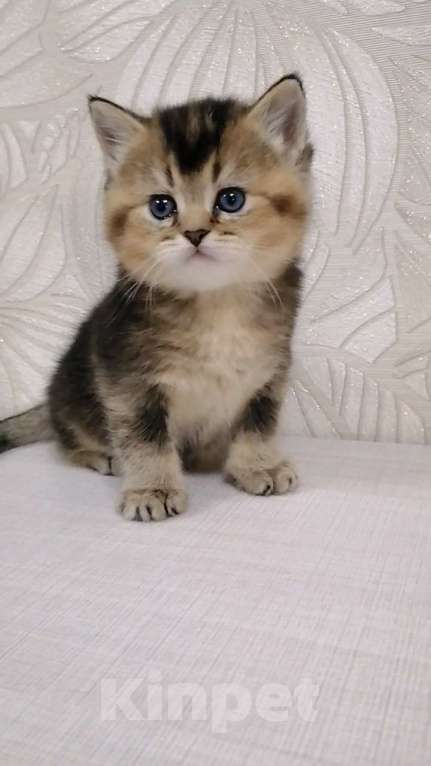 Кошки в Чебоксарах: Шотландский прямоухий котёнок Мальчик, 18 000 руб. - фото 2