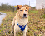 Собаки в Троицке: Сириус, супер пёс в поисках семьи! Мальчик, 1 руб. - фото 2