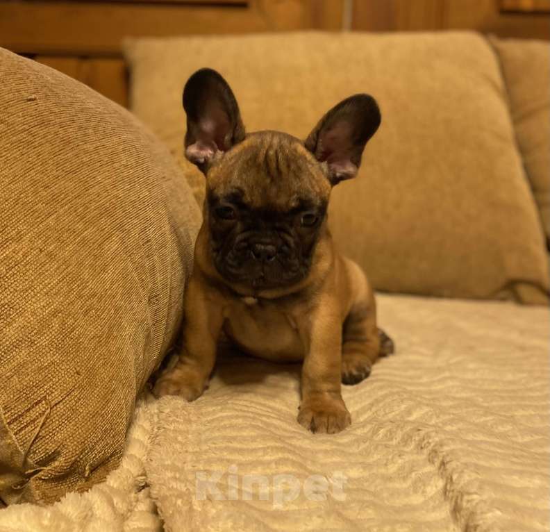 Собаки в Санкт-Петербурге: Шикарный мальчик французик !  Мальчик, 45 000 руб. - фото 4