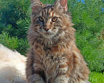 Кошки в Москве: Котенок породы мейн-кун  Девочка, 70 000 руб. - фото 1