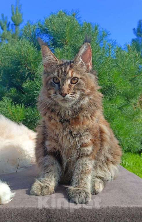 Кошки в Москве: Котенок породы мейн-кун  Девочка, 70 000 руб. - фото 1