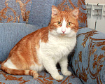 Кошки в Москве: Рыжий Рудик. Ласковый котик в добрые руки. Мальчик, Бесплатно - фото 6