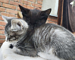 Кошки в Закаменске: Котята, Бесплатно - фото 1