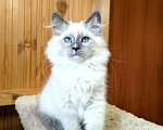 Кошки в Лермонтове: Котята няшки Мальчик, 20 000 руб. - фото 10