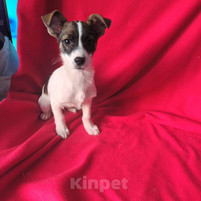 Собаки в Санкт-Петербурге: Щенок в добрые руки  Мальчик, Бесплатно - фото 1