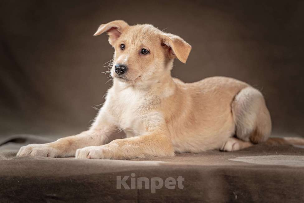 Собаки в Клине: Мелани — послушная леди готова стать вашей гордостью Девочка, Бесплатно - фото 7