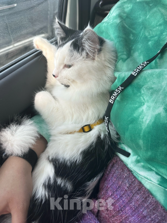 Кошки в других городах Краснодарского края: Помогите найти кота  Мальчик, 5 000 руб. - фото 3