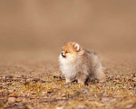 Собаки в других городах Московской области: Щенок померанского шпица Мальчик, 35 000 руб. - фото 4