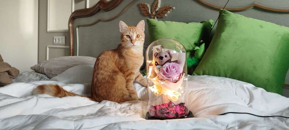 Кошки в Королеве: Котёнок рыжий девочка Девочка, 13 руб. - фото 10