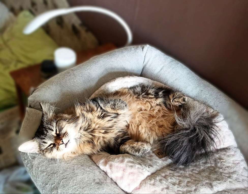 Кошки в Санкт-Петербурге: Кошечка Кристина в поисках дома Девочка, Бесплатно - фото 5