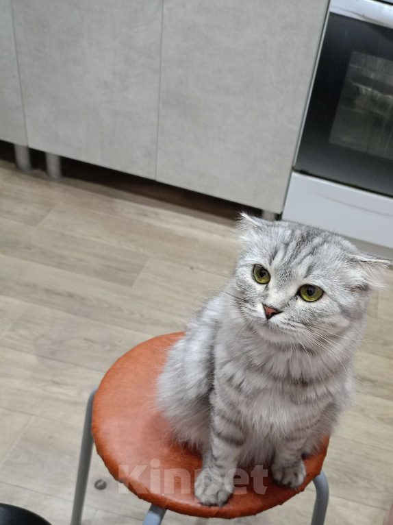 Кошки в Йошкаре-Оле: Отдам в добрые руки Девочка, Бесплатно - фото 1