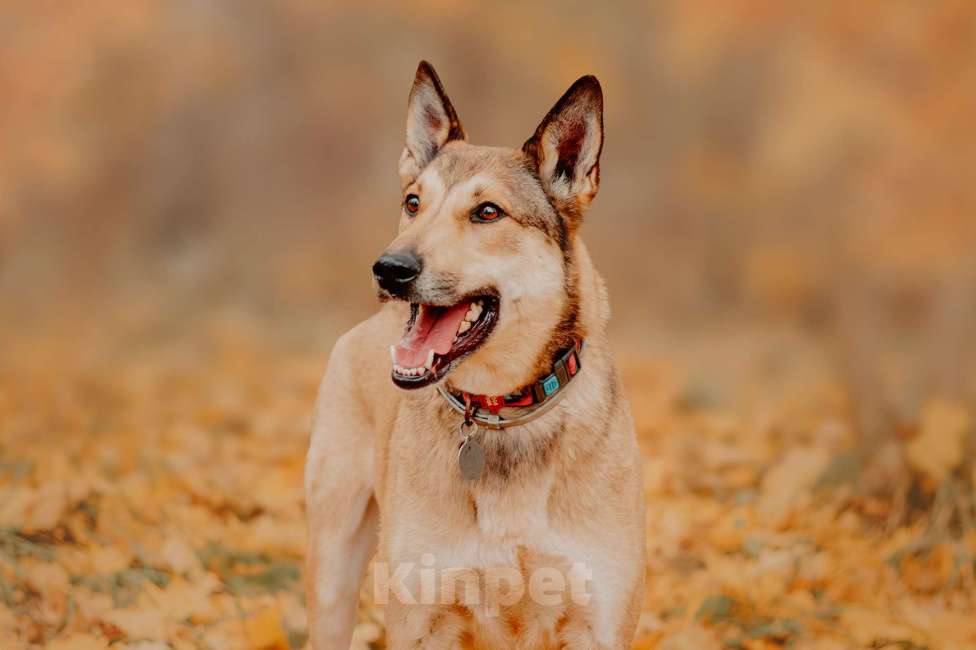 Собаки в Москве: Платон — собака, чья любовь стоит доверия Мальчик, Бесплатно - фото 8