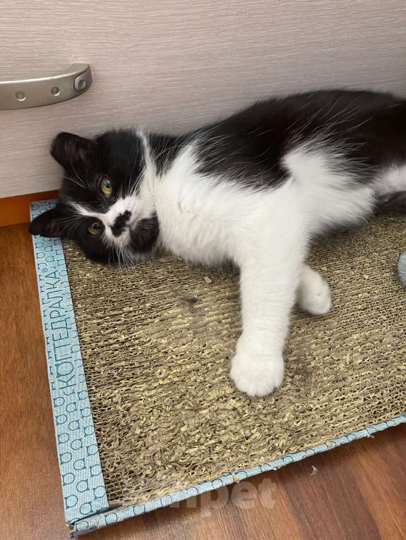 Кошки в Москве: Кошечка Мими в добрые руки Девочка, Бесплатно - фото 5