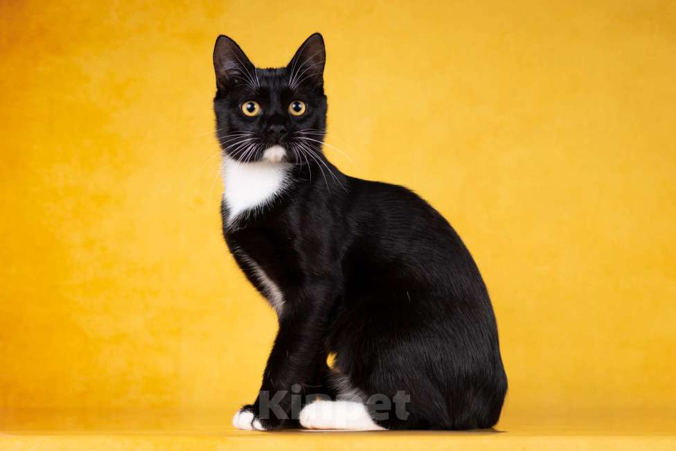 Кошки в Москве: Котенок Гансик в добрые руки Мальчик, Бесплатно - фото 2