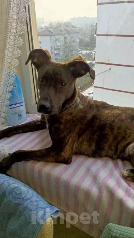 Собаки в Ростове-на-Дону: Внимание, внимание❣️   Пристраивается невероятная девочка.  Девочка, Бесплатно - фото 1