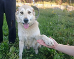 Собаки в других городах Свердловской области: ОТДАМ СОБАКУ В ДОБРЫЕ РУКИ. Мальчик, Бесплатно - фото 3