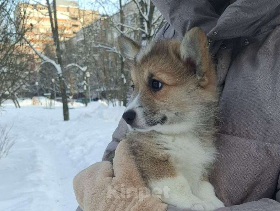 Собаки в Москве: Лакоста Девочка, 80 000 руб. - фото 2