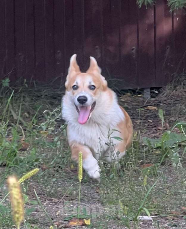 Собаки в Новосибирске: Щенок Вельш корги пемброк  Мальчик, 50 000 руб. - фото 2