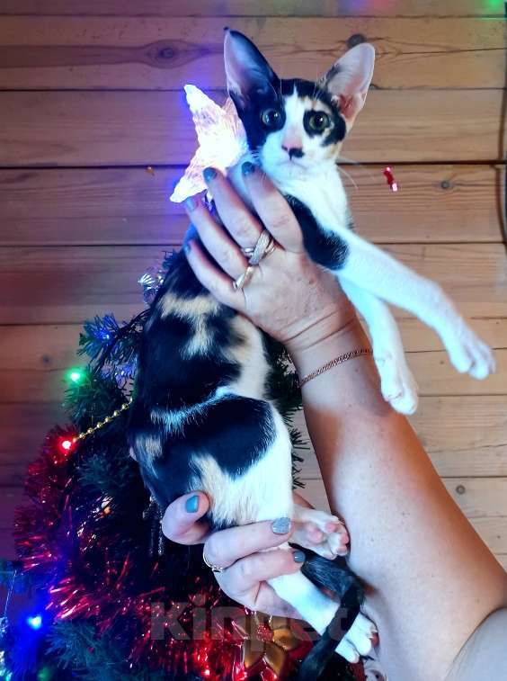 Кошки в Москве: ориентальная пантера и др. Девочка, 50 000 руб. - фото 9