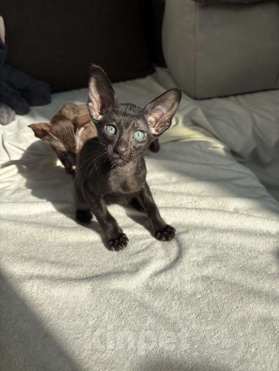 Кошки в Санкт-Петербурге: Ориентальный котенок Девочка, 30 000 руб. - фото 6