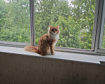 Кошки в Кимрах: Передаю в хорошие руки Девочка, 10 руб. - фото 1