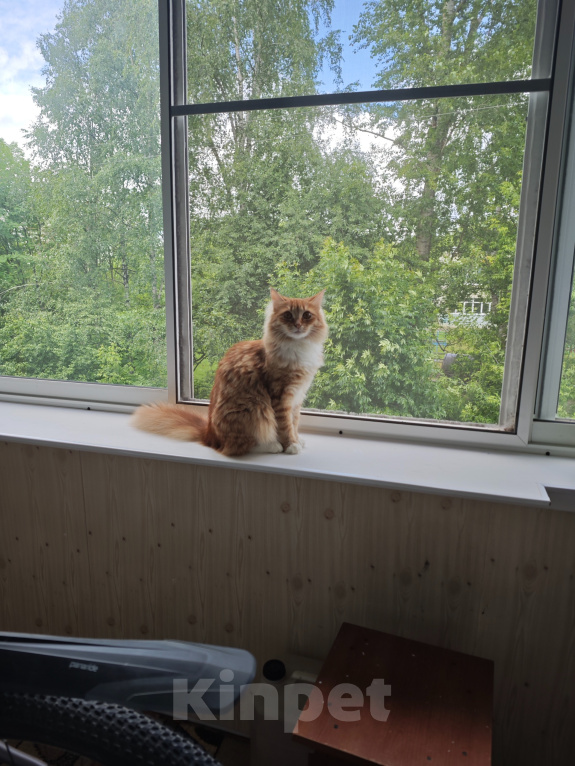 Кошки в Кимрах: Передаю в хорошие руки Девочка, 10 руб. - фото 1