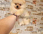 Собаки в Москве: Маленький мини мальчик померанского шпица Мальчик, 45 000 руб. - фото 2