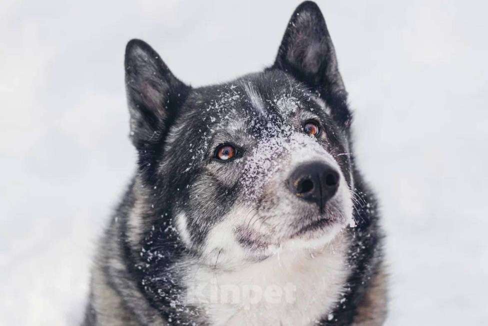 Собаки в Москве: Басти ищет дом Мальчик, Бесплатно - фото 5