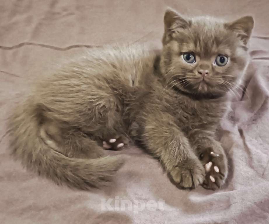 Кошки в Воронеже: Британские котята , окрас циннамон . Литер А - 3 мальчика и 3 девочки Девочка, 200 000 руб. - фото 3